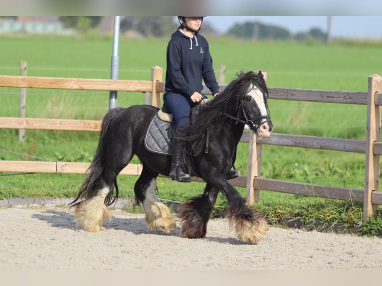 Gypsy Horse Gelding 11 years 12,1 hh Black in Heikruis