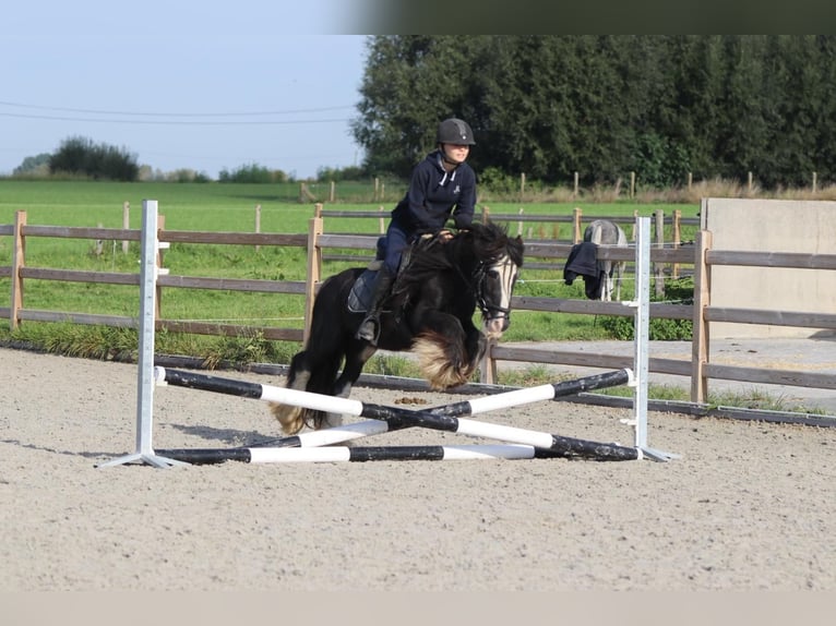 Gypsy Horse Gelding 11 years 12,1 hh Black in Heikruis