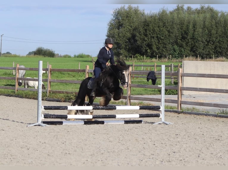 Gypsy Horse Gelding 11 years 12,1 hh Black in Heikruis