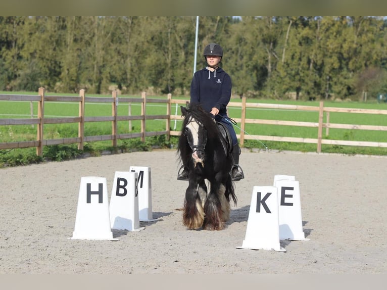 Gypsy Horse Gelding 11 years 12,1 hh Black in Heikruis