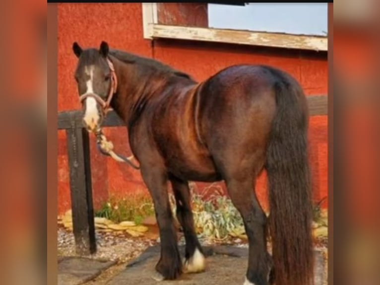 Gypsy Horse Gelding 11 years 12 hh Black in Watson, OK