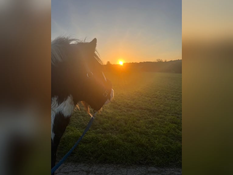 Gypsy Horse Gelding 11 years 13,1 hh Pinto in Plüderhausen