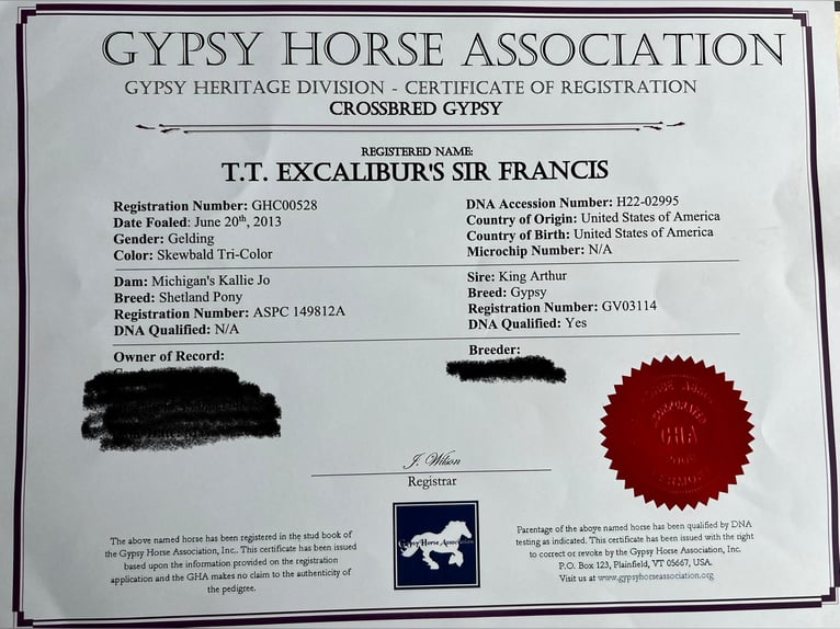 Gypsy Horse Gelding 11 years 13,3 hh Tobiano-all-colors in Lewistown, IL