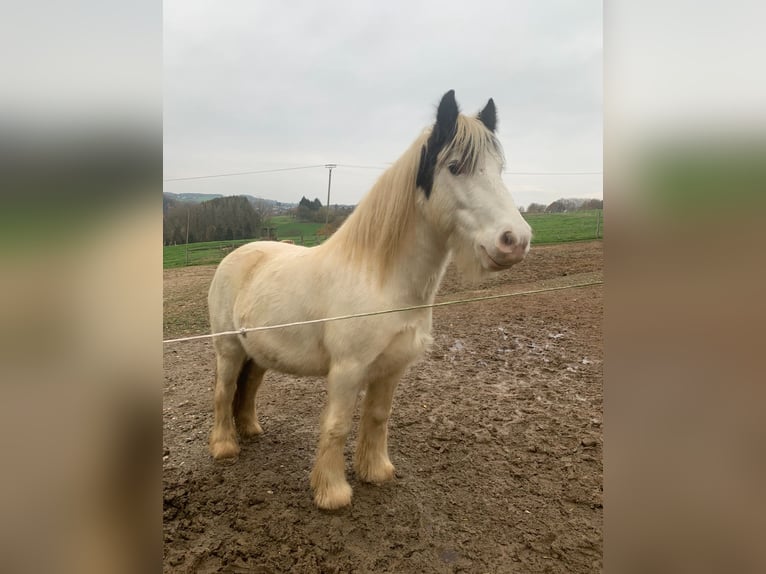 Gypsy Horse Gelding 11 years 13,1 hh Grey in Langenfeld