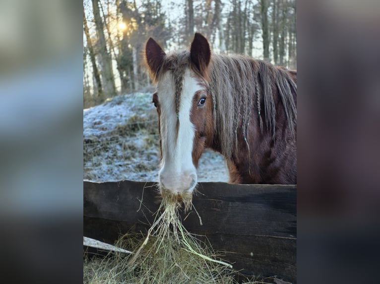 Gypsy Horse Gelding 11 years 13,3 hh Chestnut in Celle