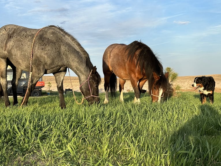 Gypsy Horse Mix Gelding 11 years 13,3 hh Roan-Bay in Thedford