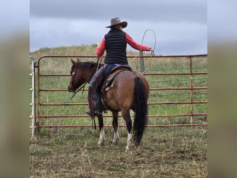 Gypsy Horse Mix Gelding 11 years 13,3 hh Roan-Bay in Thedford
