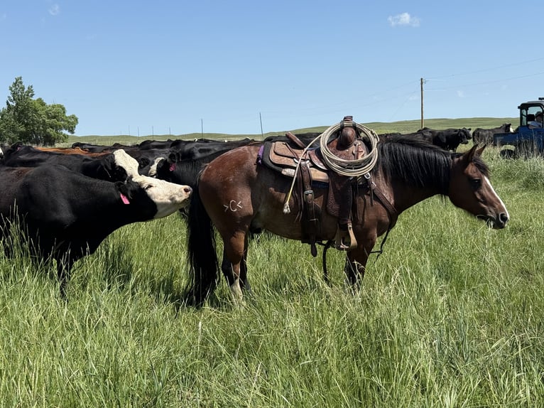 Gypsy Horse Mix Gelding 11 years 13,3 hh Roan-Bay in Thedford