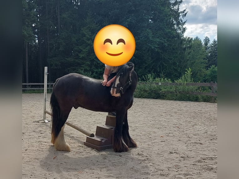 Gypsy Horse Gelding 11 years 14.1 hh Black in Böbrach