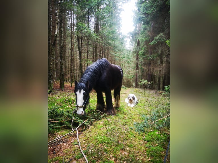 Gypsy Horse Gelding 11 years 14.1 hh Black in Böbrach