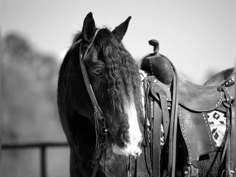 Gypsy Horse Gelding 11 years 14,2 hh Black in Lufkin