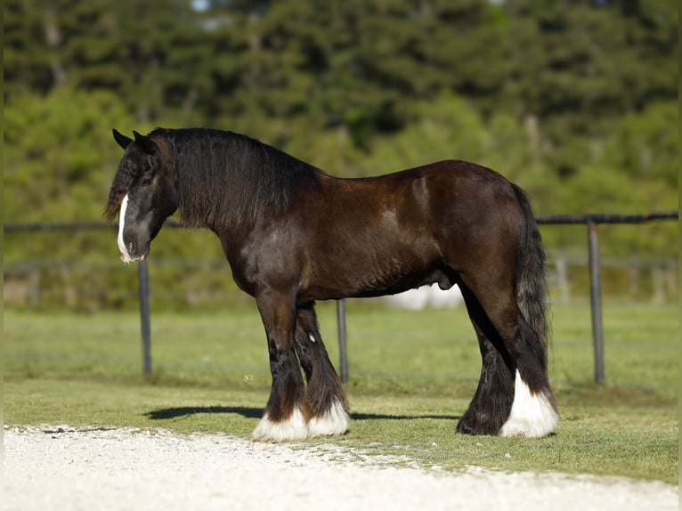 Gypsy Horse Gelding 11 years 14,2 hh Black in Lufkin