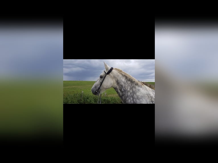 Gypsy Horse Mix Gelding 11 years 14,2 hh Gray-Dapple in Eitorf