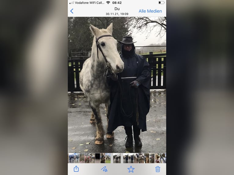 Gypsy Horse Mix Gelding 11 years 14,2 hh Gray-Dapple in Eitorf