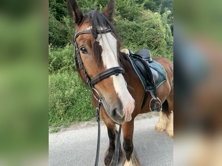 Gypsy Horse Gelding 11 years 14.2 hh  in Miltenberg