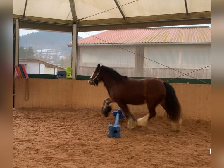 Gypsy Horse Gelding 11 years 14.2 hh  in Miltenberg