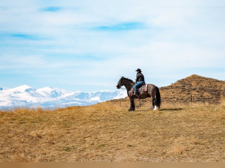 Gypsy Horse Gelding 11 years 14.3 hh Black in Clearmont