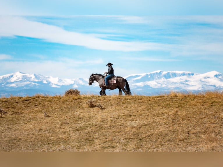 Gypsy Horse Gelding 11 years 14.3 hh Black in Clearmont