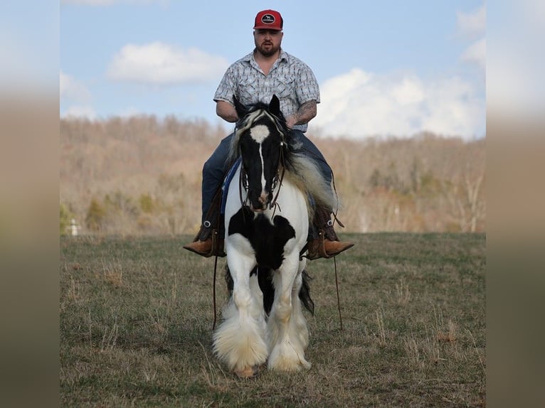 Gypsy Horse Gelding 11 years 14,3 hh Tobiano-all-colors in Brodhead KY