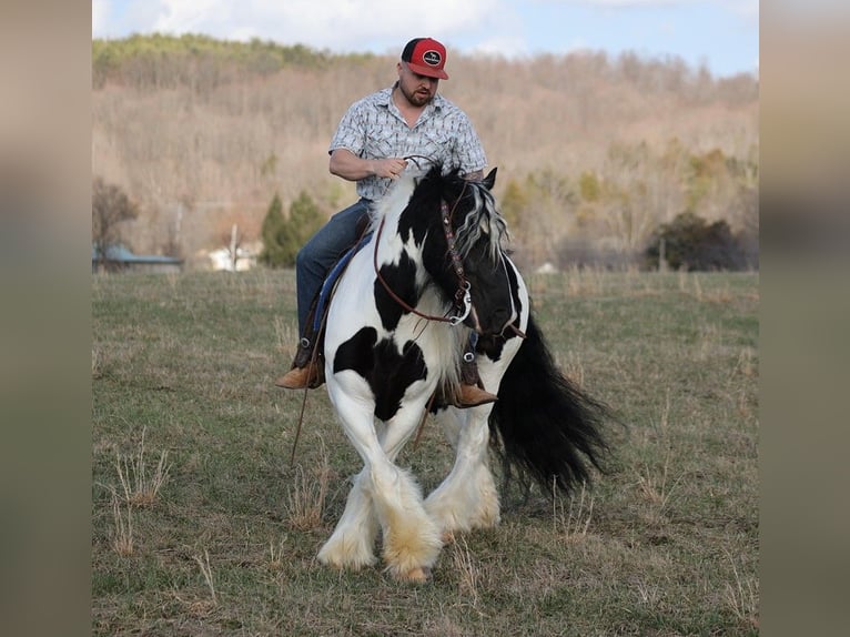 Gypsy Horse Gelding 11 years 14,3 hh Tobiano-all-colors in Brodhead KY