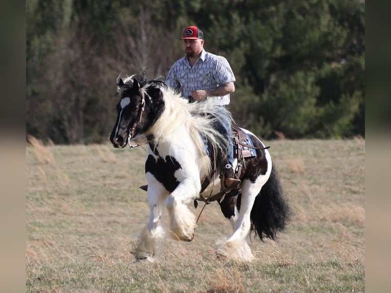 Gypsy Horse Gelding 11 years 14,3 hh Tobiano-all-colors in Brodhead KY