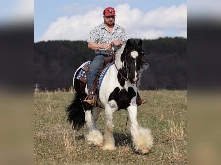 Gypsy Horse Gelding 11 years 14,3 hh Tobiano-all-colors in Brodhead KY