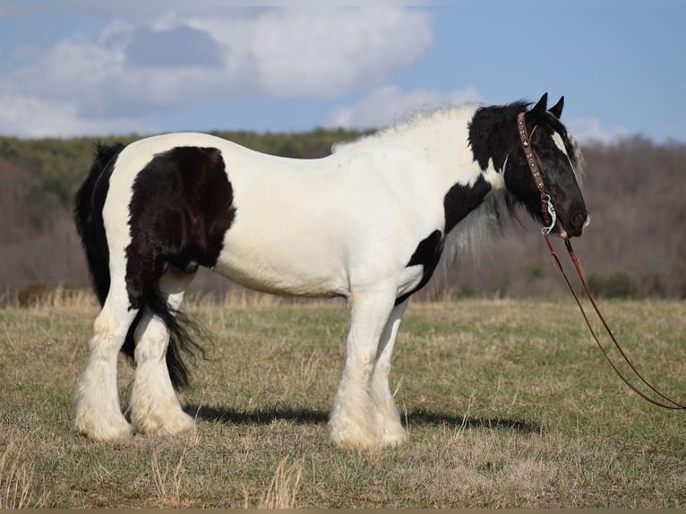 Gypsy Horse Gelding 11 years 14,3 hh Tobiano-all-colors in Brodhead KY