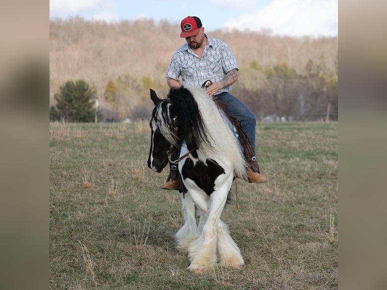 Gypsy Horse Gelding 11 years 14,3 hh Tobiano-all-colors in Brodhead KY