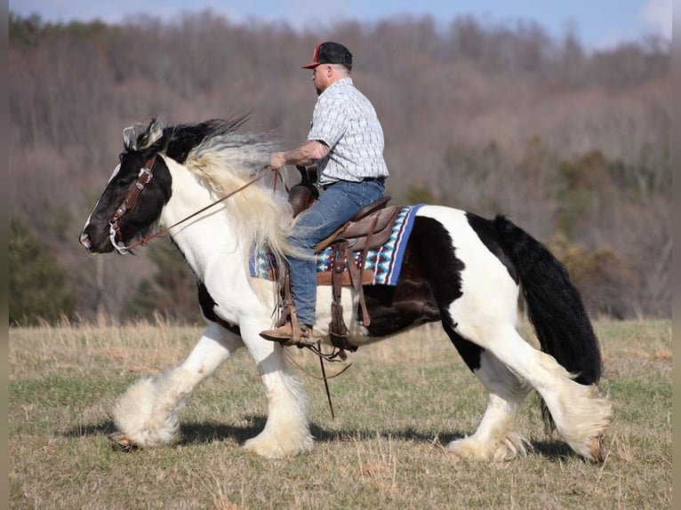 Gypsy Horse Gelding 11 years 14,3 hh Tobiano-all-colors in Brodhead KY