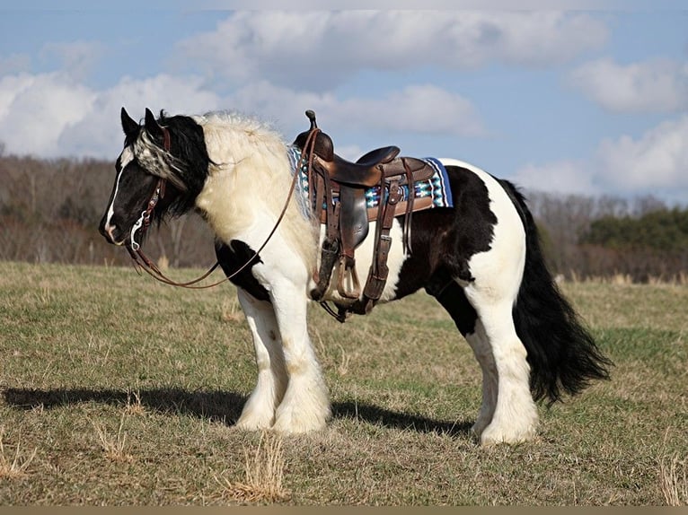 Gypsy Horse Gelding 11 years 14,3 hh Tobiano-all-colors in Brodhead KY