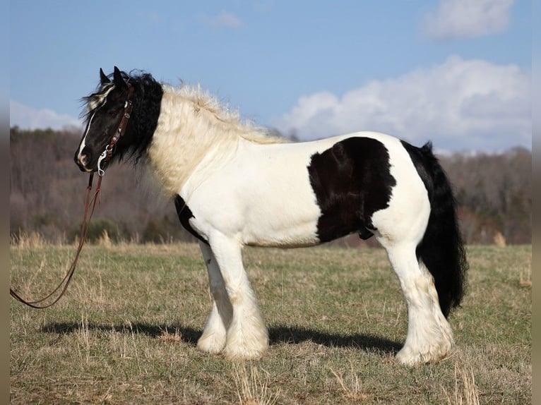 Gypsy Horse Gelding 11 years 14,3 hh Tobiano-all-colors in Brodhead KY