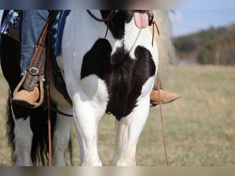 Gypsy Horse Gelding 11 years 14,3 hh Tobiano-all-colors in Brodhead KY