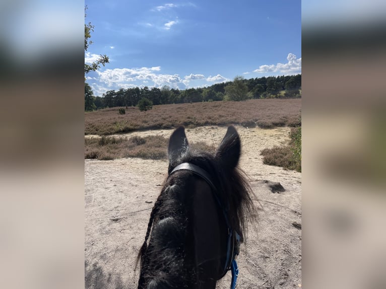 Gypsy Horse Mix Gelding 11 years 14 hh in Melle / Dielingdorf