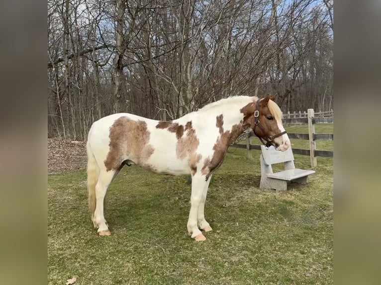 Gypsy Horse Mix Gelding 11 years 14 hh Roan-Red in West Granby