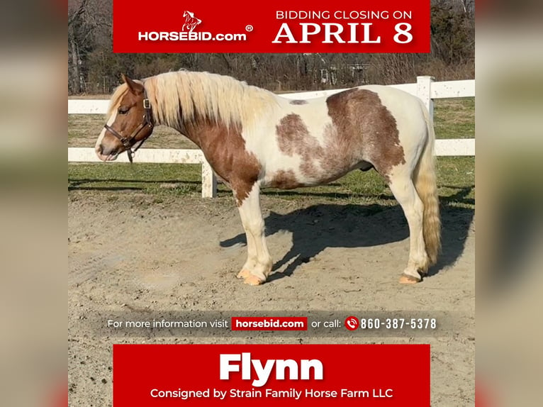 Gypsy Horse Mix Gelding 11 years 14 hh Roan-Red in West Granby