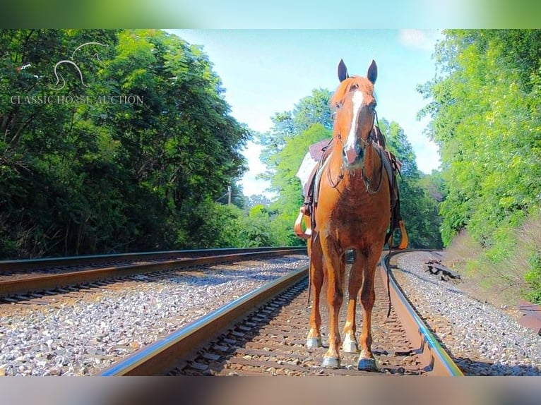 Gypsy Horse Gelding 11 years 14 hh Sorrel in Whitley City, KY