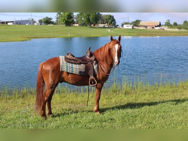 Gypsy Horse Gelding 11 years 14 hh Sorrel in Whitley City, KY