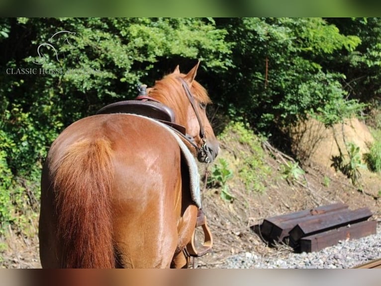 Gypsy Horse Gelding 11 years 14 hh Sorrel in Whitley City, KY