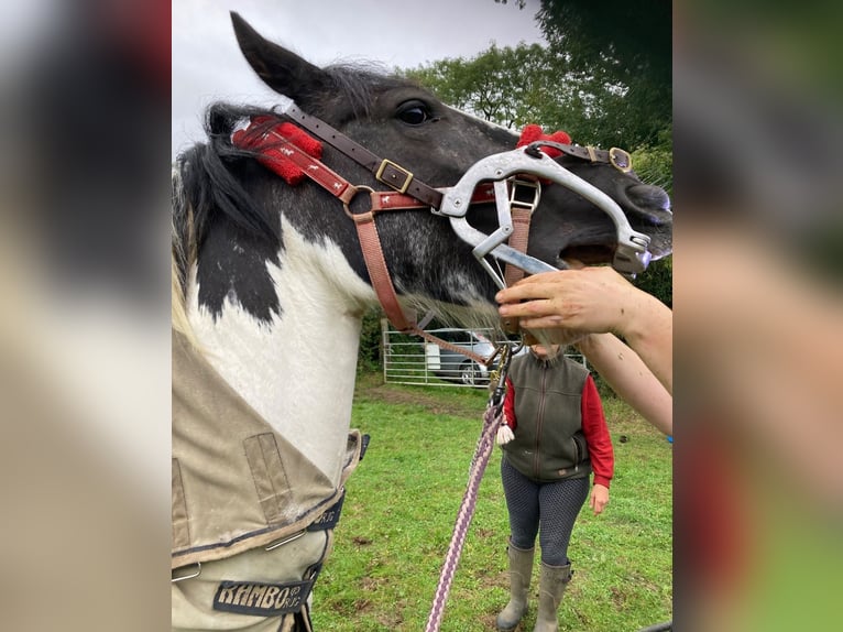 Gypsy Horse Gelding 11 years 14 hh White in 57 Brackley Road TINGLEY