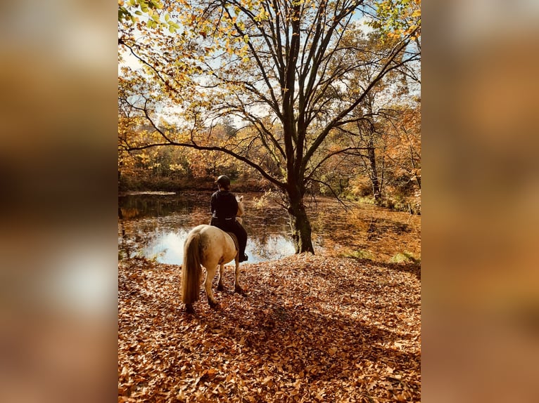 Gypsy Horse Gelding 11 years 14,1 hh Gray in H&#xFC;nxe