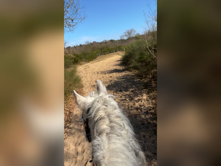 Gypsy Horse Gelding 11 years 14,1 hh Gray in H&#xFC;nxe