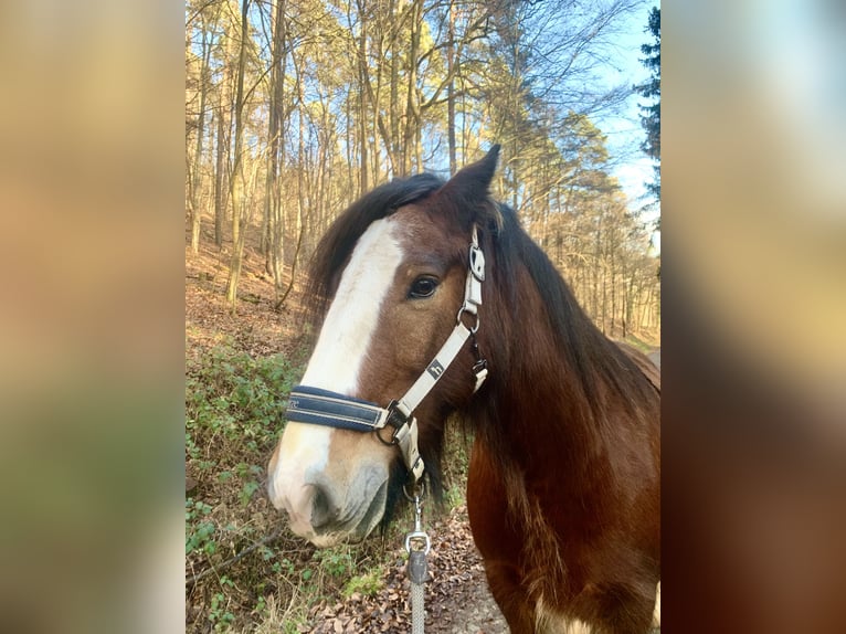 Gypsy Horse Gelding 11 years 14,2 hh  in Miltenberg