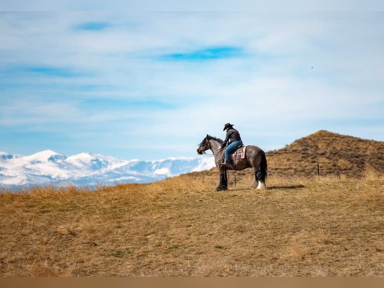 Gypsy Horse Gelding 11 years 14,3 hh Black in Clearmont