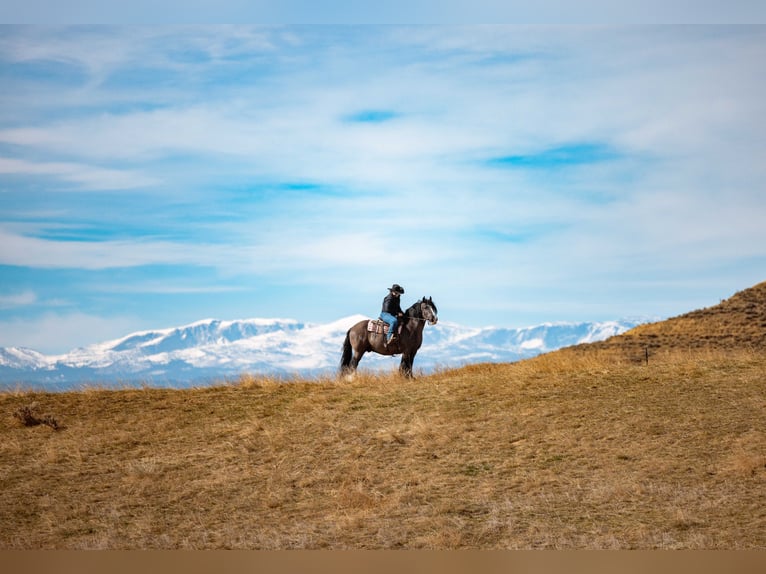 Gypsy Horse Gelding 11 years 14,3 hh Black in Clearmont