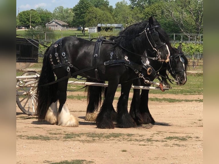 Gypsy Horse Gelding 11 years 14,3 hh Black in Clearmont