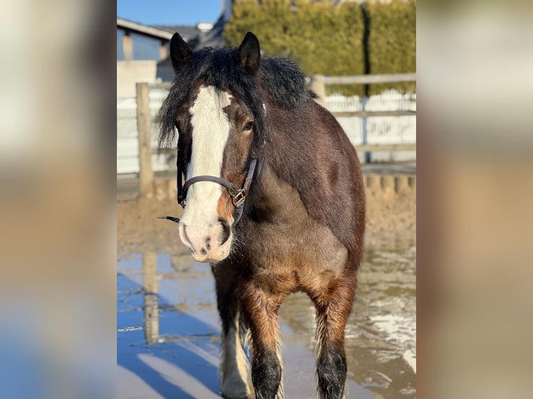 Gypsy Horse Mix Gelding 11 years 15,1 hh Brown in Essen