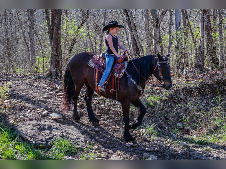 Gypsy Horse Gelding 11 years 15 hh Bay in Flemingsburg, KY