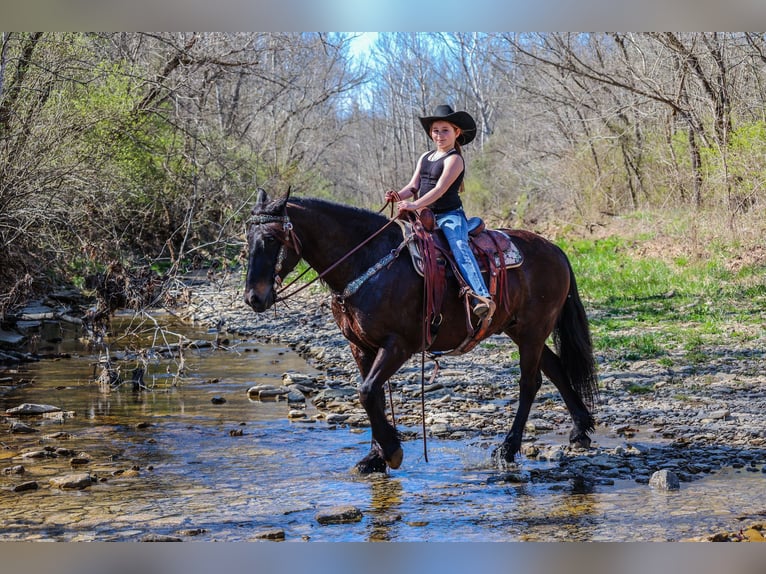 Gypsy Horse Gelding 11 years 15 hh Bay in Flemingsburg, KY