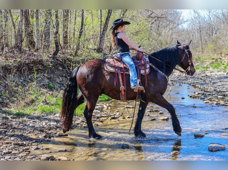 Gypsy Horse Gelding 11 years 15 hh Bay in Flemingsburg, KY