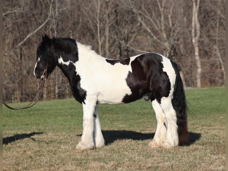Gypsy Horse Gelding 11 years 15 hh Black in Jamestown, KY